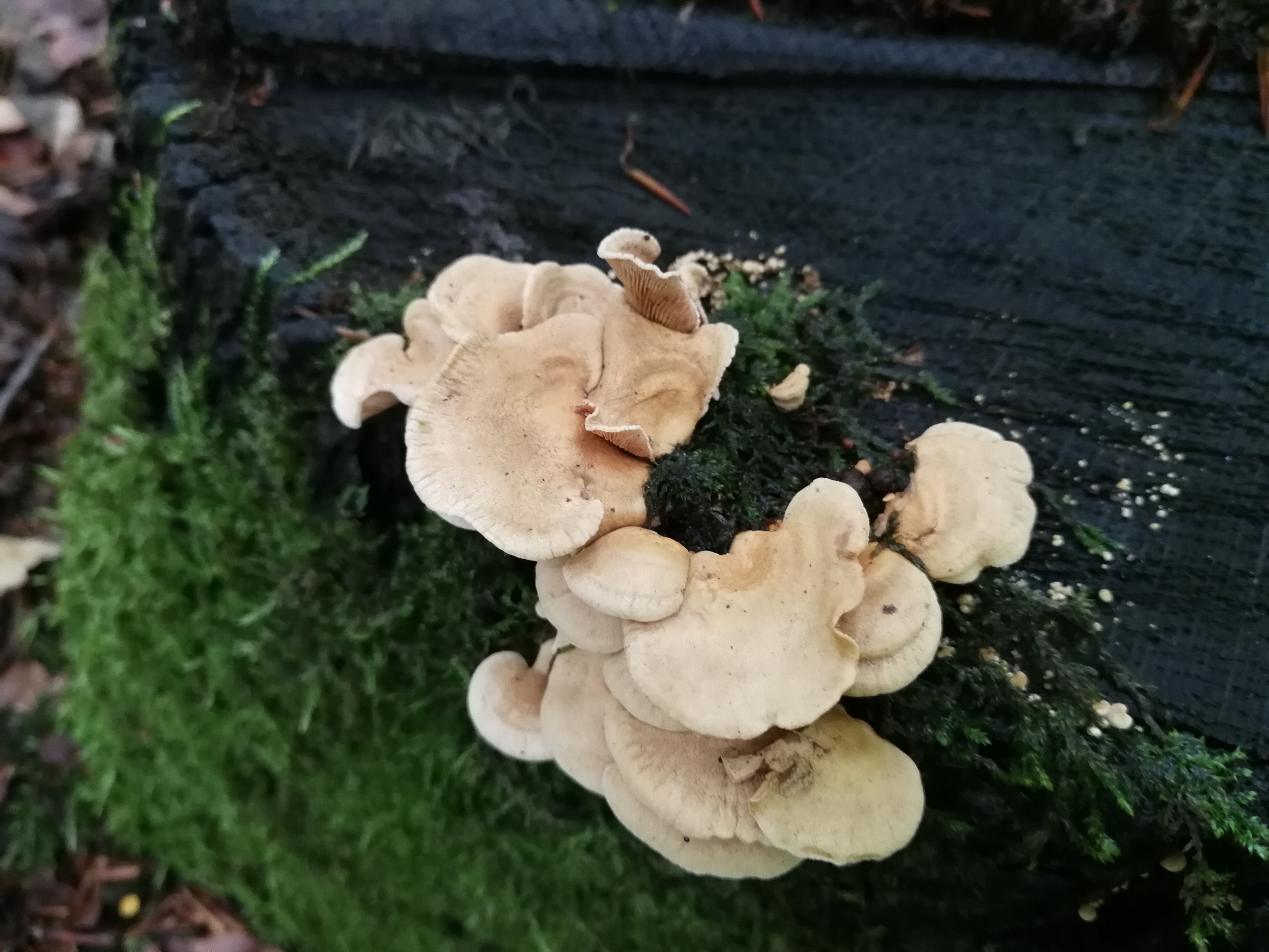 Herber Zwergknäueling - Blick von oben. Zu beachten ist, dass die Fruchtkörper nur relativ klein, maximal ein paar cm groß sind. 